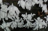 Ceratiomyxa fruticulosa var. fruticulosa image