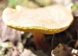 Boletus chrysenteron image