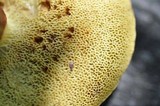 Boletus chrysenteron image