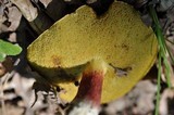 Boletus chrysenteron image