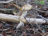 Stropharia hornemannii image