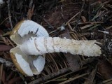 Stropharia hornemannii image