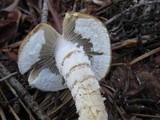 Stropharia hornemannii image