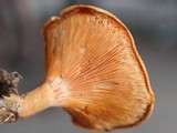 Hygrophoropsis aurantiaca image