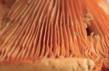 Hygrophoropsis aurantiaca image