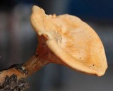 Hygrophoropsis aurantiaca image