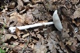 Amanita eliae image