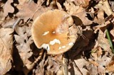 Amanita eliae image