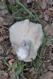 Amanita eliae image