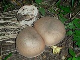 Tylopilus atronicotianus image