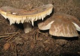 Russula crustosa image