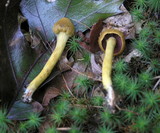 Cortinarius semisanguineus image