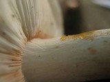 Russula crustosa image