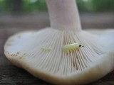 Lactarius chrysorrheus image