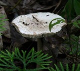 Amanita dolichopus image