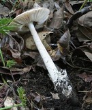 Amanita dolichopus image