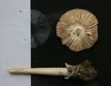 Amanita dolichopus image