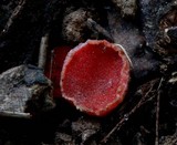 Sarcoscypha occidentalis image