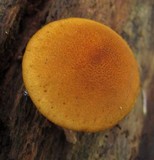 Pholiota granulosa image