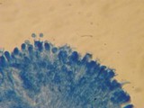Gloeohypochnicium analogum image