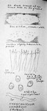 Gloeohypochnicium analogum image