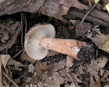 Lactarius mutabilis image