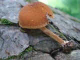 Pholiota granulosa image