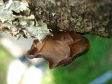 Auricularia americana image