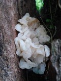 Ductifera pululahuana image