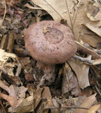 Lactarius mutabilis image