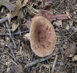 Lactarius mutabilis image