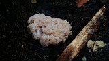 Ductifera pululahuana image