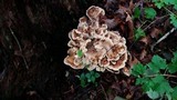 Meripilus sumstinei image