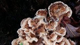 Meripilus sumstinei image