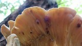 Meripilus sumstinei image