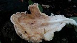 Meripilus sumstinei image