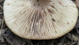 Lactarius mutabilis image