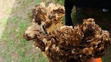 Meripilus sumstinei image