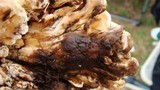 Meripilus sumstinei image
