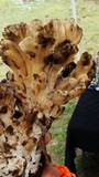 Meripilus sumstinei image