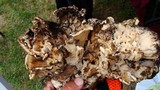 Meripilus sumstinei image