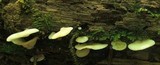 Crepidotus applanatus image