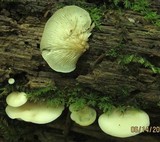 Crepidotus applanatus image