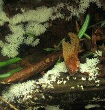 Ceratiomyxa fruticulosa var. fruticulosa image