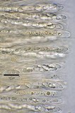 Microglossum viride image