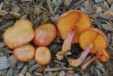 Gymnopilus luteofolius image