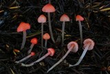 Atheniella adonis image