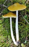 Pluteus leoninus image