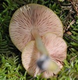 Pluteus leoninus image