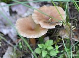 Clitocybe costata image